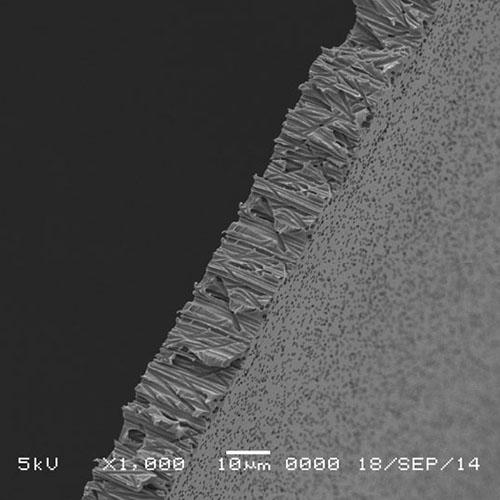 GVS 1215622 Poretics™ Filtration Membrane Polycarbonate Track Etched Hydrophilic 25mm, 0.8 µm, 100/pk