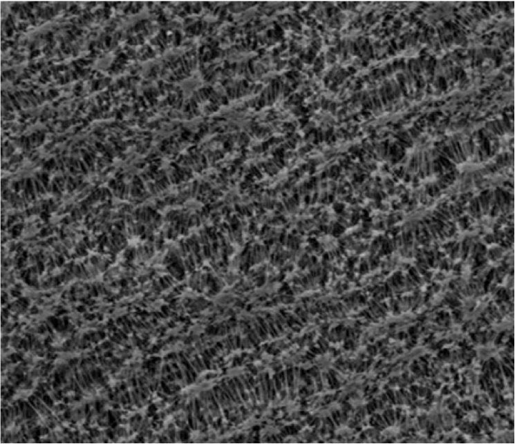 GVS 1215487 PTFESep™, Filtration Membrane, Polytetrafluoroethylene 47mm 0.22 µm