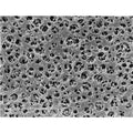Sartorius 11105--90------G Stedim Biotech™ Cellulose Acetate Membrane Filter, 90mm 0.65µm, 25/Pk