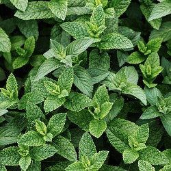 Peppermint (SS) 5%