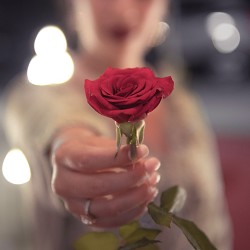 Rose (Scented Beads)