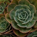 Cactus Sandalwood (Scented Beads)