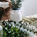 Eucalyptus Fir (SS) 30%