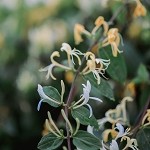 Honeysuckle (Scented Beads)