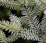 Balsam Fir (SCENTED BEADS)