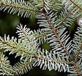 Balsam Fir (SCENTED BEADS)