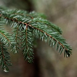 Pine Tree (SS) 10%