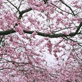 Japanese Cherry Blossom (Scented Beads)
