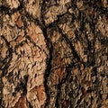 Oud Wood & Vanilla (Scented Beads)