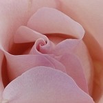 Vanilla Rose (SS) 12%