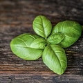 Basil (SS) 30%