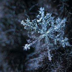 Jack Frost