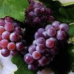 Grape Jolly Rancher (Scented Beads)