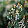 Honeysuckle (SS) 1%