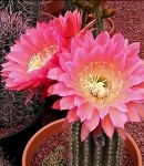 Cactus Blossom (SCENTED BEADS)