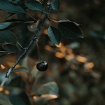 Black Cherry (Scented Beads)