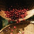 Black Cherry Harvest