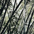 Bamboo (Scented Beads)