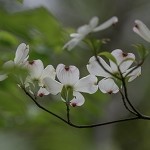 Jasmine Dogwood (Scented Beads)