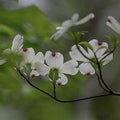 Jasmine Dogwood (Scented Beads)