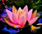 Lotus & Seastone