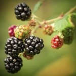 Blackberry Harvest
