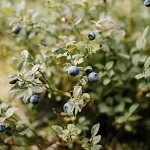 Blueberry Harvest