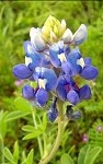 Bluebonnet