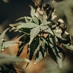 Green Weed (Scented Beads)