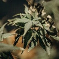Green Weed (Scented Beads)