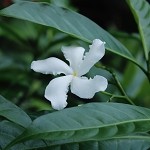 Jasmine (Scented Beads)