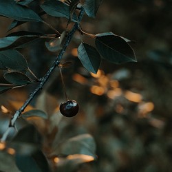 Black Cherry (Scented Beads)