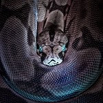 Snake Eyes (Scented Beads)