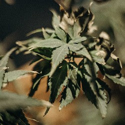 Green Weed (Scented Beads)