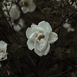 Gardenia (SS) 6.67%