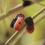 Mulberry (SS) 25%