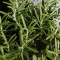 Rosemary (Scented Beads)