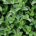 Peppermint (Scented Beads)