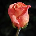 Leather Rose (SS) 0%