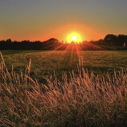 Summer Sunset