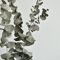 Eucalyptus (Scented Beads)