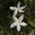 Baby Powder Jasmine (SS) 5%