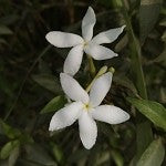 Baby Powder Jasmine (SS) 5%