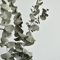 Eucalyptus (Scented Beads)