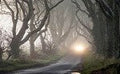 Haunted Woods