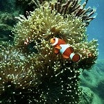 Coral Reef (SS) 3%