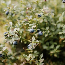 Blueberry Harvest