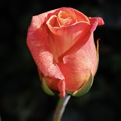 Leather Rose (SS) 0%