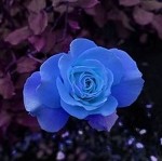 Blue Gardenia
