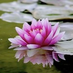 Water Lilies (Scented Beads)